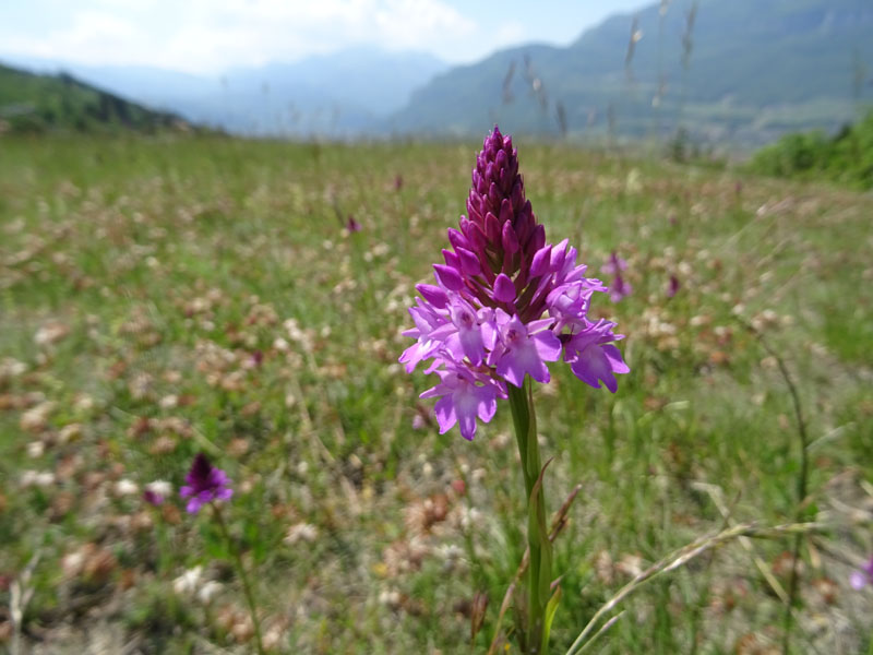 Anacamptis pyramidalis - Rovereto (TN)